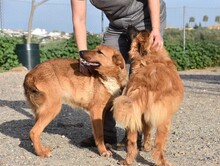 MARLEY, Hund, Deutscher Schäferhund-Mix in Spanien - Bild 9