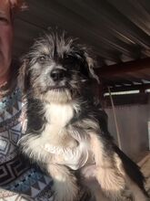 RONNY, Hund, Mischlingshund in Rumänien - Bild 3