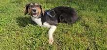 ALENJA, Hund, Mischlingshund in Barßel - Bild 1