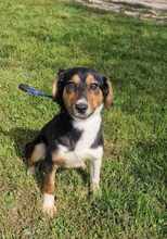 ALENJA, Hund, Mischlingshund in Barßel - Bild 2