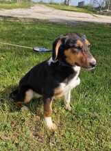 ALENJA, Hund, Mischlingshund in Barßel - Bild 3