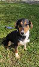 ALENJA, Hund, Mischlingshund in Barßel - Bild 4