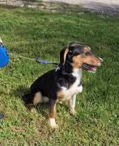 ALENJA, Hund, Mischlingshund in Barßel - Bild 7