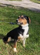 ALENJA, Hund, Mischlingshund in Barßel - Bild 8