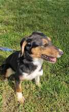 ALENJA, Hund, Mischlingshund in Barßel - Bild 9