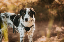 LIGURIA, Hund, Herdenschutzhund-Mix in Friesenhagen - Bild 1