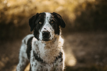 LIGURIA, Hund, Herdenschutzhund-Mix in Friesenhagen - Bild 2