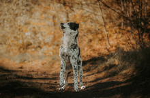 LIGURIA, Hund, Herdenschutzhund-Mix in Friesenhagen - Bild 3