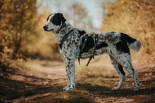 LIGURIA, Hund, Herdenschutzhund-Mix in Friesenhagen - Bild 4