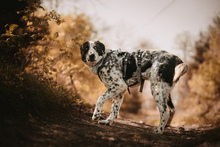 LIGURIA, Hund, Herdenschutzhund-Mix in Friesenhagen - Bild 5