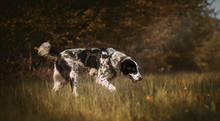 LIGURIA, Hund, Herdenschutzhund-Mix in Friesenhagen - Bild 6