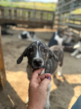 BENNY, Hund, Mischlingshund in Rumänien - Bild 2