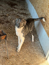 BENNY, Hund, Mischlingshund in Rumänien - Bild 3