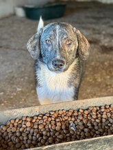 BENNY, Hund, Mischlingshund in Rumänien - Bild 4
