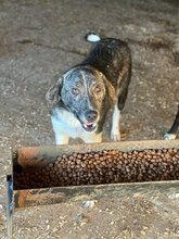 BENNY, Hund, Mischlingshund in Rumänien - Bild 5