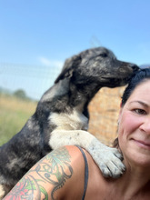 BENNY, Hund, Mischlingshund in Rumänien - Bild 6