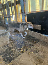 MAZE, Hund, Mischlingshund in Rumänien - Bild 2