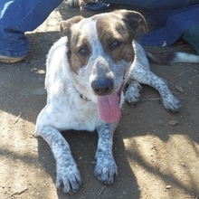 BOUBIS, Hund, Mischlingshund in Griechenland - Bild 11