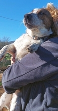 BOUBIS, Hund, Mischlingshund in Griechenland - Bild 14