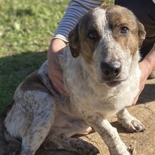 BOUBIS, Hund, Mischlingshund in Griechenland - Bild 15
