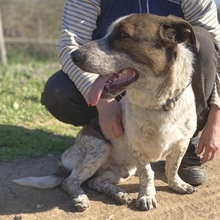 BOUBIS, Hund, Mischlingshund in Griechenland - Bild 2