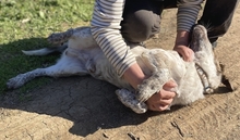 BOUBIS, Hund, Mischlingshund in Griechenland - Bild 3