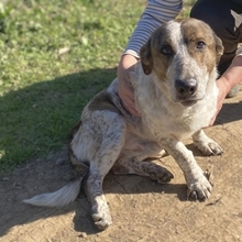BOUBIS, Hund, Mischlingshund in Griechenland - Bild 4