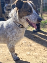 BOUBIS, Hund, Mischlingshund in Griechenland - Bild 5