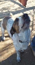 BOUBIS, Hund, Mischlingshund in Griechenland - Bild 6