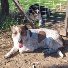 BOUBIS, Hund, Mischlingshund in Griechenland - Bild 7