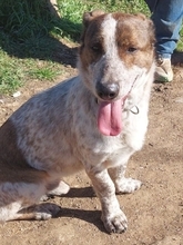 BOUBIS, Hund, Mischlingshund in Griechenland - Bild 8