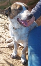 BOUBIS, Hund, Mischlingshund in Griechenland - Bild 9