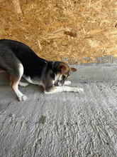 ZIMA, Hund, Mischlingshund in Rumänien - Bild 3