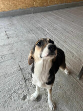 ZIMA, Hund, Mischlingshund in Rumänien - Bild 4
