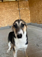 ZIMA, Hund, Mischlingshund in Rumänien - Bild 5