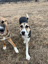 ZIMA, Hund, Mischlingshund in Rumänien - Bild 6