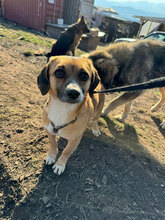 MARVIN, Hund, Mischlingshund in Rumänien - Bild 1