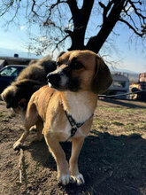MARVIN, Hund, Mischlingshund in Rumänien - Bild 2