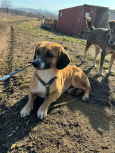 MARVIN, Hund, Mischlingshund in Rumänien - Bild 3