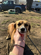 MARVIN, Hund, Mischlingshund in Rumänien - Bild 4