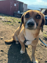 MARVIN, Hund, Mischlingshund in Rumänien - Bild 5