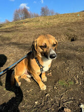 MARVIN, Hund, Mischlingshund in Rumänien - Bild 6