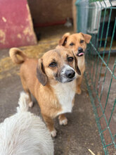 MARVIN, Hund, Mischlingshund in Rumänien - Bild 7