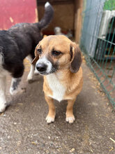 MARVIN, Hund, Mischlingshund in Rumänien - Bild 8