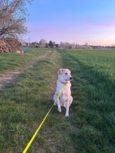 JOY2, Hund, Mischlingshund in Tiefenthal