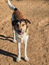 AEDION, Hund, Mischlingshund in Rumänien - Bild 1