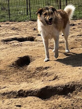 AEDION, Hund, Mischlingshund in Rumänien - Bild 10