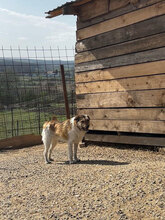 AEDION, Hund, Mischlingshund in Rumänien - Bild 11