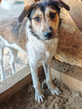 AEDION, Hund, Mischlingshund in Rumänien - Bild 2