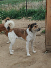 AEDION, Hund, Mischlingshund in Rumänien - Bild 3